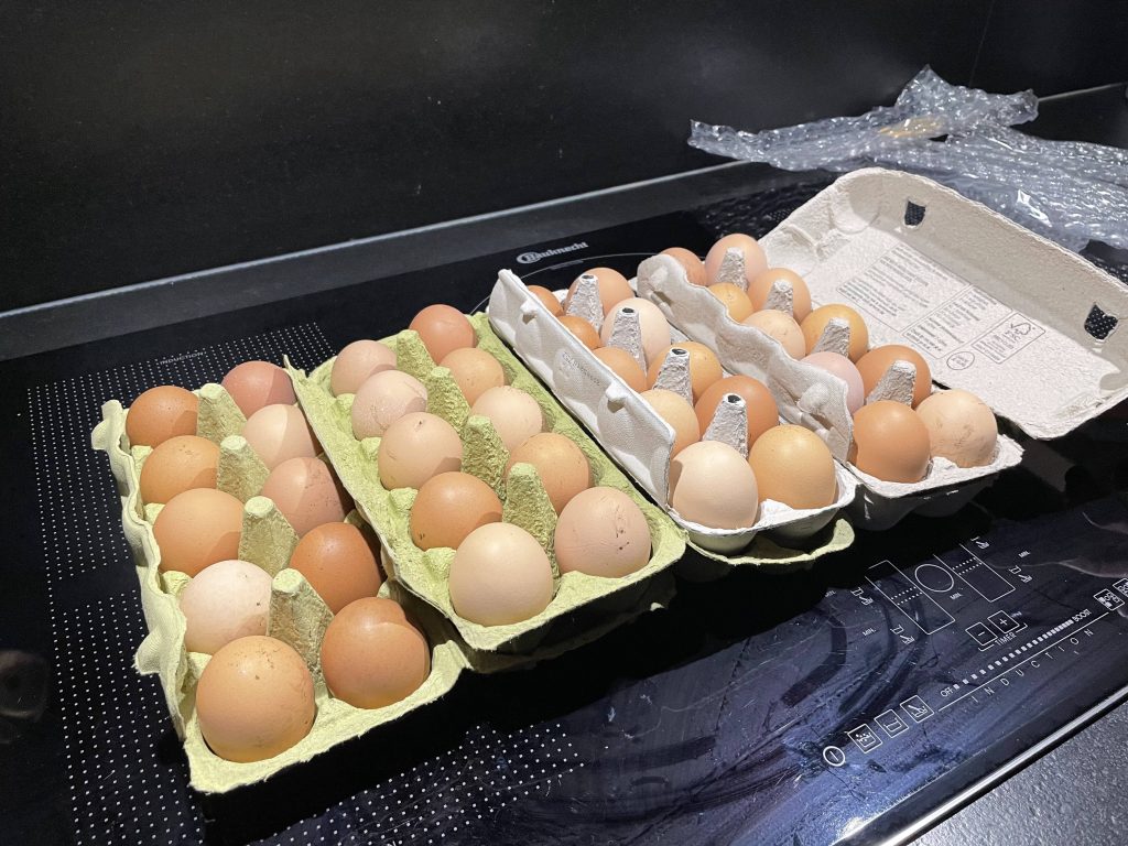 Bevruchte eieren kopen? moet ik Kippenleven