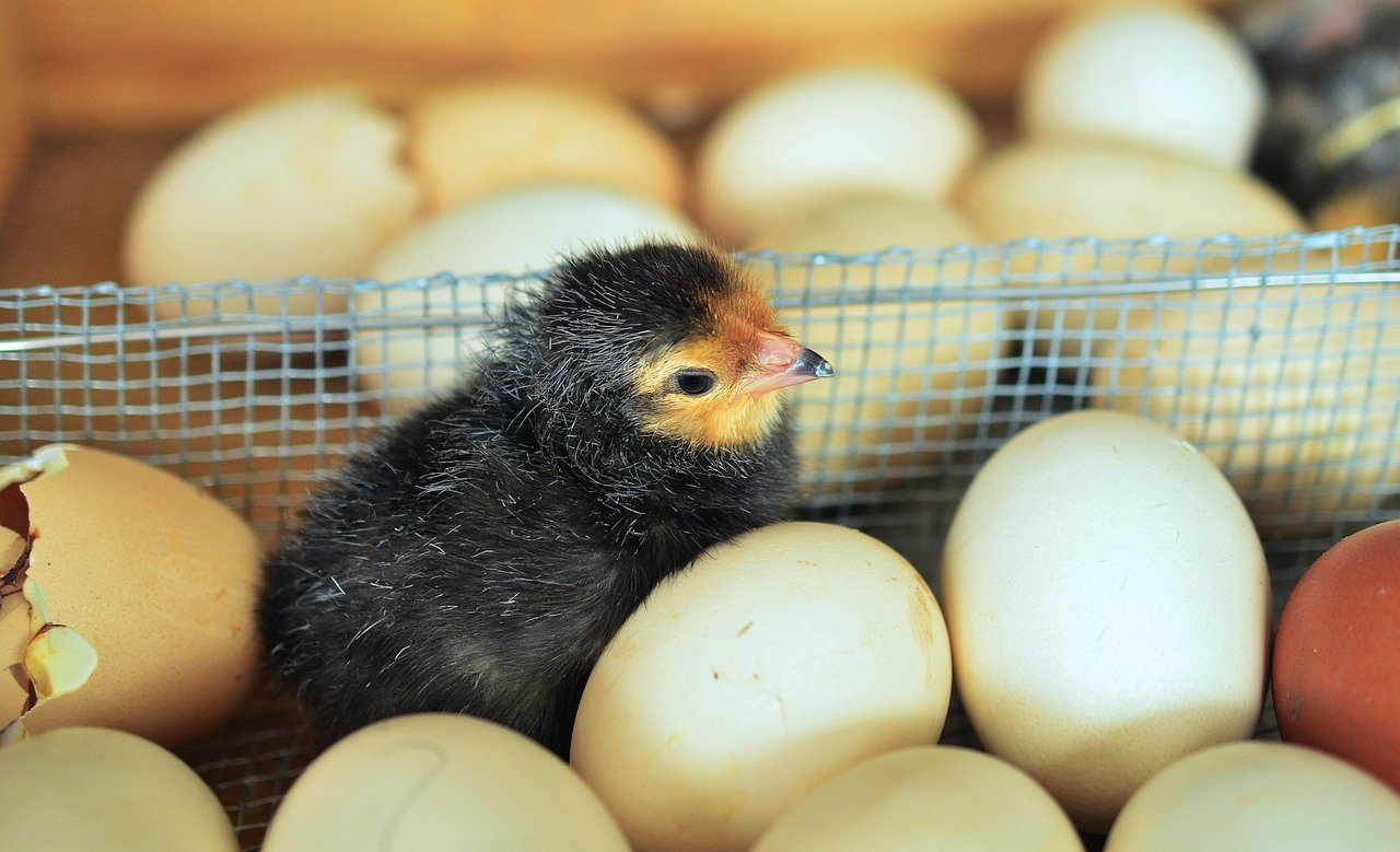 Kuikens komen het ei, wat moet ik weten (dag 21) - Kippenleven