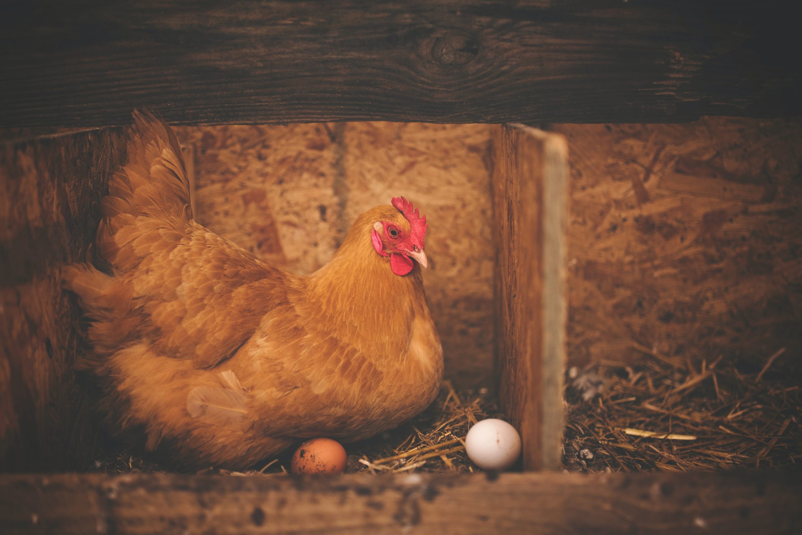 kip, nest, eieren