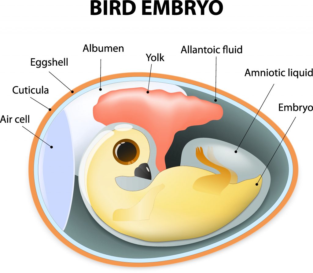 Broedei, embryo, luchtkamer