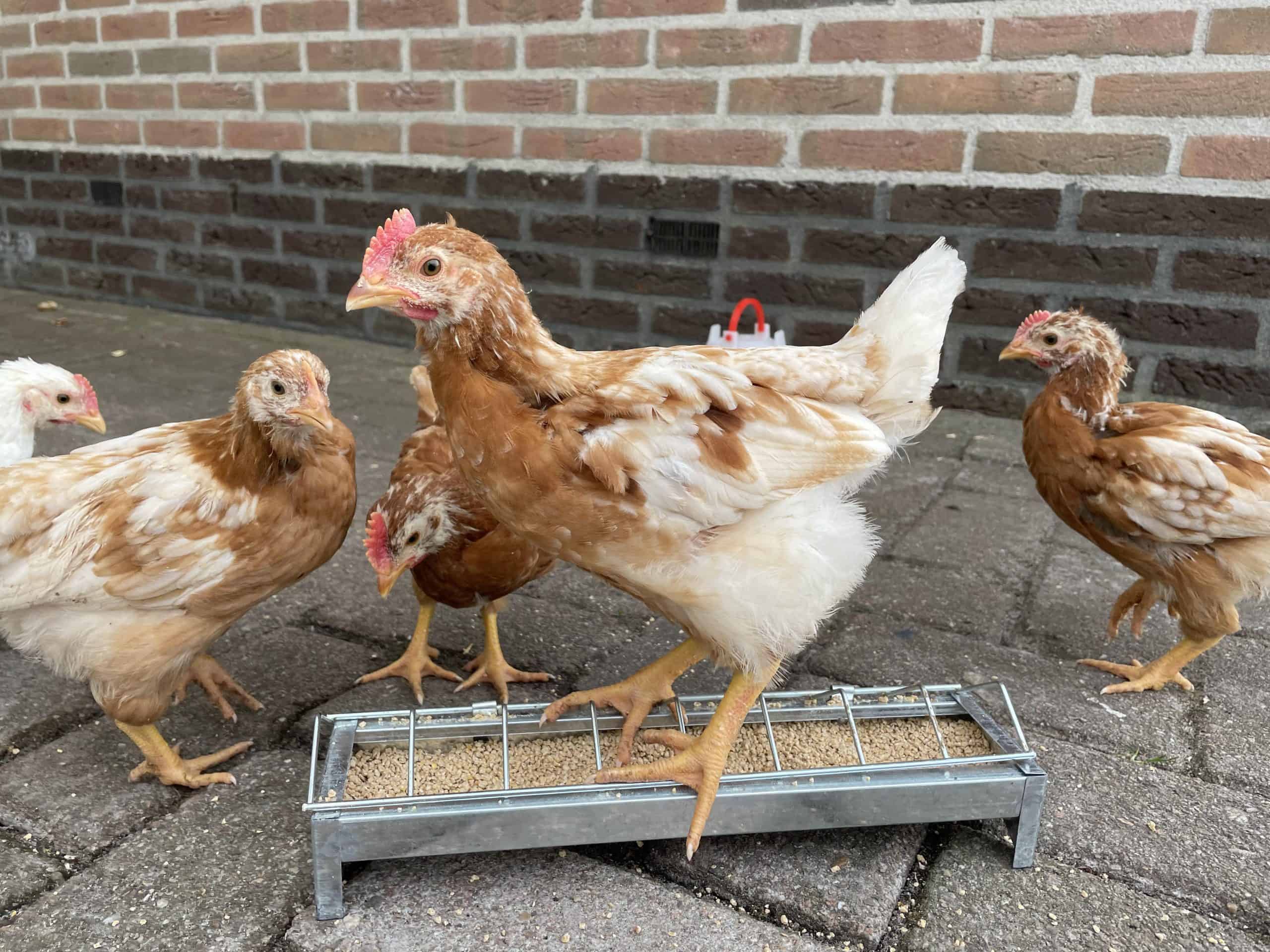 kuiken 5 weken oud