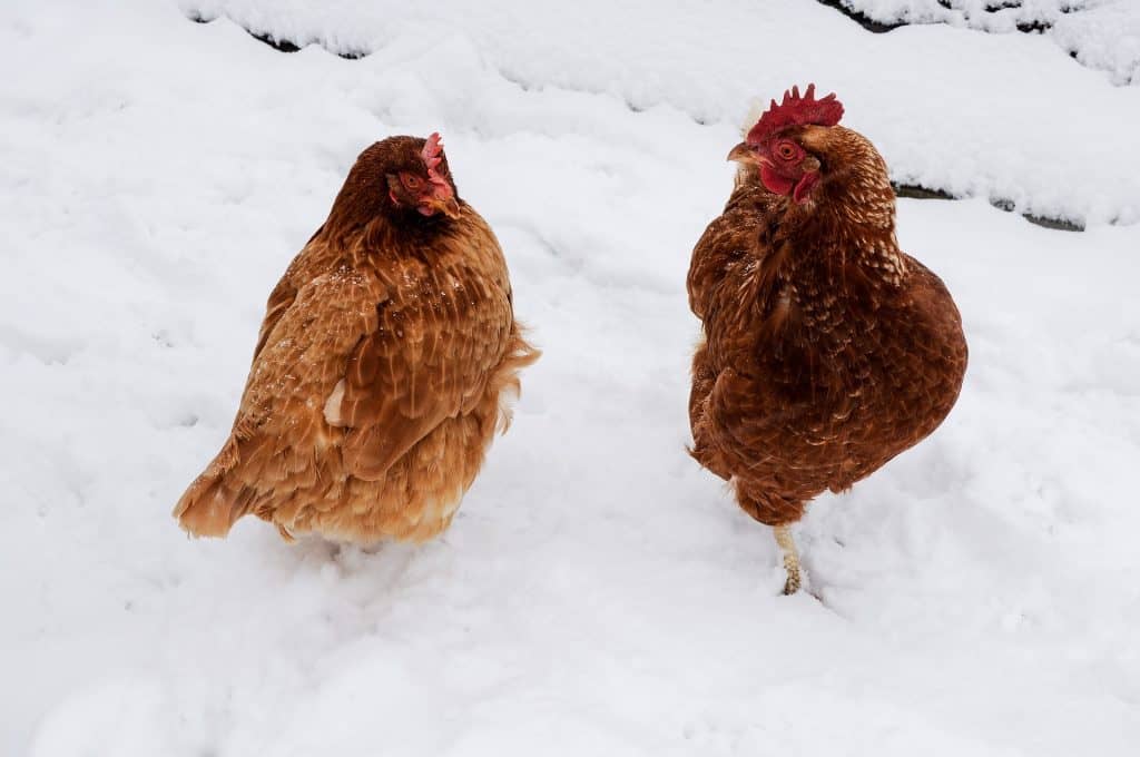 kippen in de sneeuw