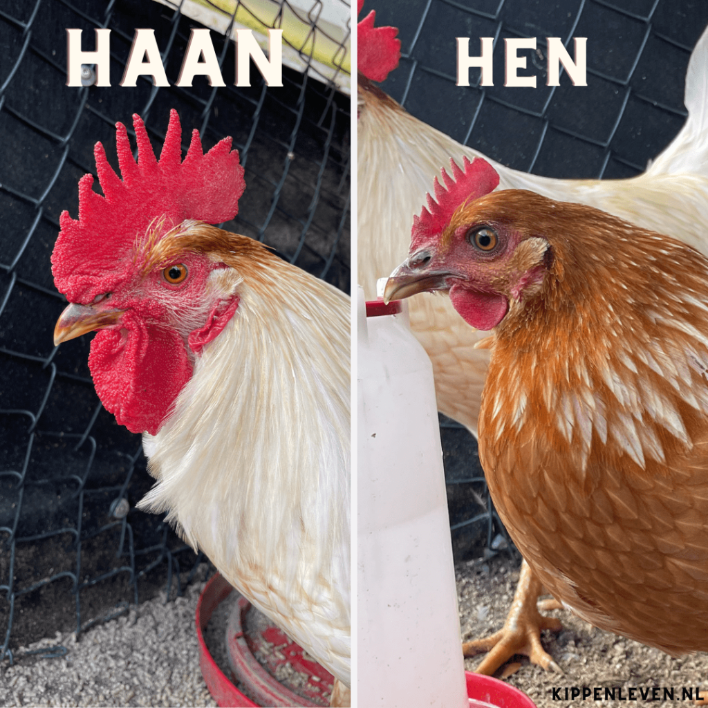 Verschil een Hen en haan -