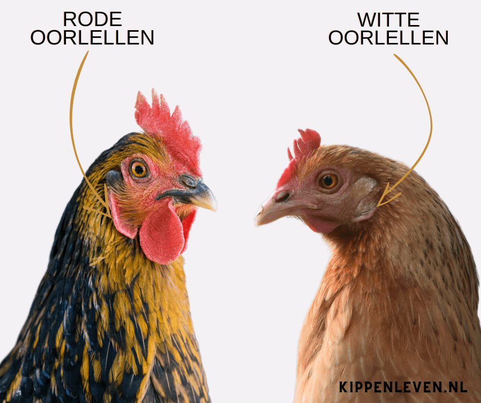Uitsluiting landen Primitief Oorlellen van een kippen - Kippenleven