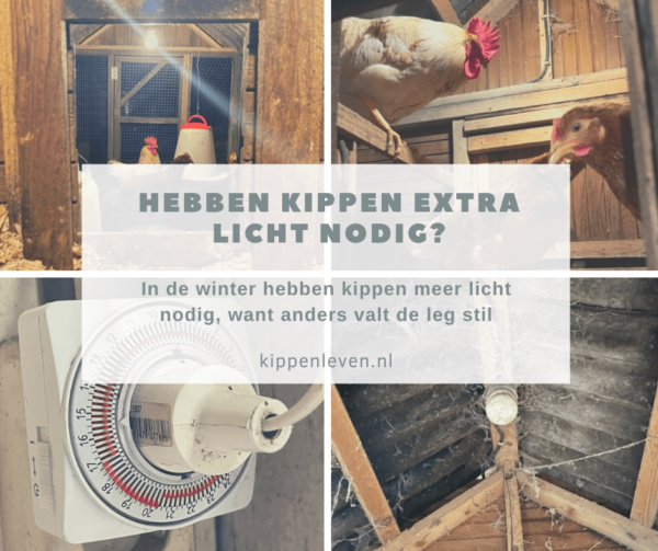 Wanneer hebben kippen extra licht nodig? Kippenleven