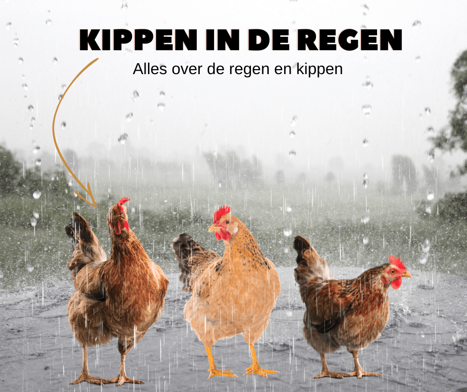 Kippen in de regen